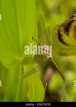 Eine weibliche Gemeine Darter-Dragenfliege (Sympetrum striolatum) in Ruhe. Stockfoto