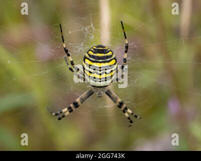 Argiope bruennichi eine Waspinne im Netz. Stockfoto