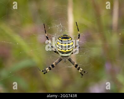 Argiope bruennichi eine Waspinne im Netz. Stockfoto