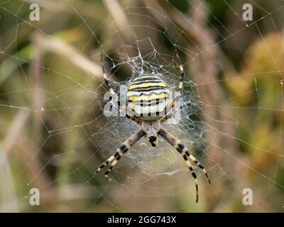 Argiope bruennichi eine Waspinne im Netz. Stockfoto