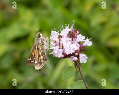 Epargyreus clarus, ein silberfarbener Schmetterling mit Skipper, der auf einer Majoran-Blume thront. Stockfoto