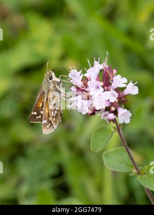 Epargyreus clarus, ein silberfarbener Schmetterling mit Skipper, der auf einer Majoran-Blume thront. Stockfoto