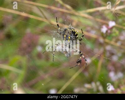 Argiope bruennichi eine Waspinne im Netz. Stockfoto