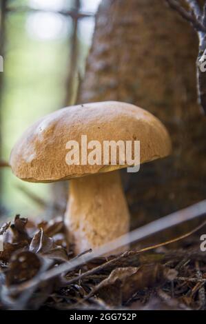 Großer schöner weißer Pilzboletus mit schöner Beinstruktur in der Nähe eines Baumes in einem hellen lettischen Herbstwald Stockfoto