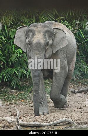 Asiatischer Elefant (Elephas maximus indicus) erwachsenes Weibchen, das am späten Abend zum Kaeng Krachen NP, Thailand, zum Wasserloch aufbrechen will Februar Stockfoto