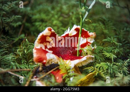 Großes altes Rot, das von einem Schneckenpilz-Täubling in Moos in der Nähe eines Heidelbeerbusches in einem dunklen lettischen Herbstwald gegessen wird Stockfoto