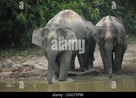 Asiatischer Elefant (Elephas maximus indicus) adultes Weibchen und zwei Jugendliche trinken am Wasserloch am Abend im Kaeng Krachen NP, Thailand Feb Stockfoto