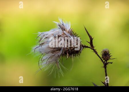 Nahaufnahme getrockneter Distel, carduus acanthoides Blume auf verblurtem Hintergrund. Tschechische republik Stockfoto