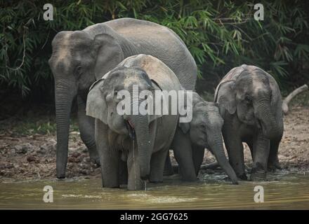 Asiatischer Elefant (Elephas maximus indicus) zwei Weibchen und zwei Jungtiere trinken am Wasserloch am Abend im Kaeng Krachen NP, Thailand Febr. Stockfoto