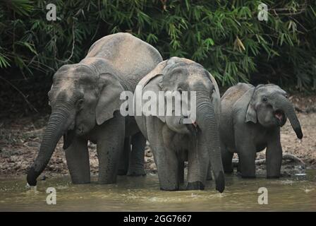 Asiatischer Elefant (Elephas maximus indicus) zwei Weibchen ein Jungtier, der am Wasserloch am Abend im Kaeng Krachen NP, Thailand trinkt Februar Stockfoto