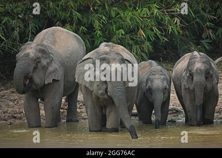 Asiatischer Elefant (Elephas maximus indicus) zwei Weibchen und zwei Jungtiere trinken am Wasserloch am Abend im Kaeng Krachen NP, Thailand Febr. Stockfoto