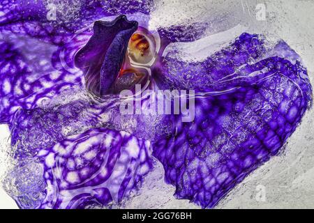 Wunderschöne Orchideenblume, eingefroren in Eis mit unscharfer Hintergrundfarbe Stockfoto
