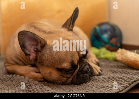 Französische Bulldogge liegt auf einer grauen Decke im Hintergrund unscharf liegt dann seine Spielzeuge - eine Kugel, ein gebissene Stück Holz Stockfoto
