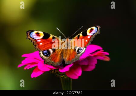 Der Pfauenschmetterling trinkt Nektar, während er auf einer rosa Blume auf einem dunklen Hintergrund sitzt. Stockfoto