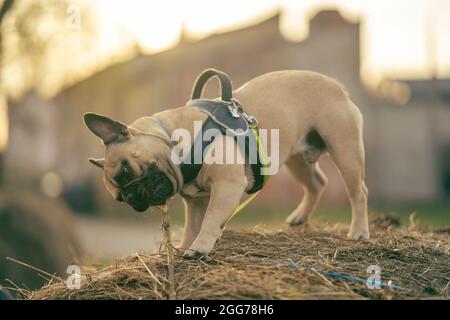 Bei Sonnenuntergang steht eine französische Bulldogge auf einem Heuhaufen in der Stadtlandschaft und nagt kräftig an einem Baum. Stockfoto