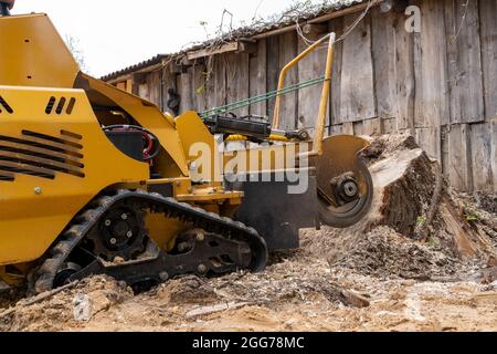 Ein großer Holzstumpf wird mit einem gelben Stumpenschneider vor dem Hintergrund einer Dielenwand gefräst. Seitenansicht eines gelben Stumpfräsers oder einer Schleifmaschine Stockfoto