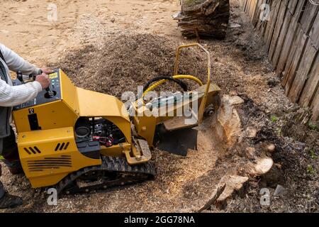 Ein großer Holzstumpf wird mit einem gelben Stumpenschneider vor dem Hintergrund einer Dielenwand gefräst. Blick von oben auf einen gelben Stumpenschneider mit Stockfoto