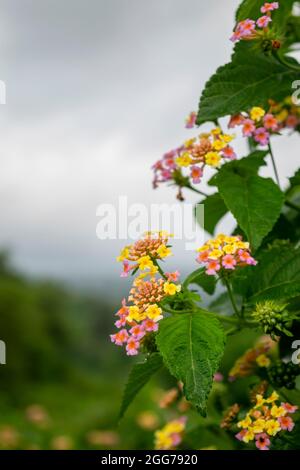 Lantna Camara Pflanze mit bunten Blüten und Blättern. Selektiver Fokus verwendet. Stockfoto