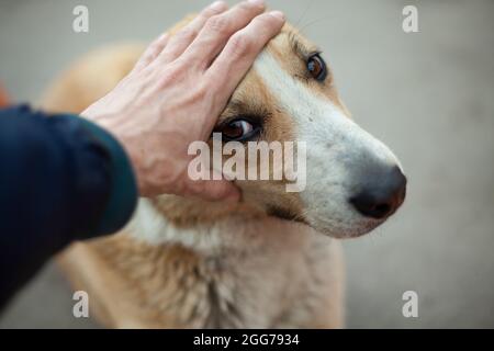 Der Mann streichelte dem Hund den Kopf. Der Typ streichelt mit seiner Hand das Gesicht eines obdachlosen Hundes. Sommer Tierporträt auf der Straße. Gerillte Augen eines Stockfoto