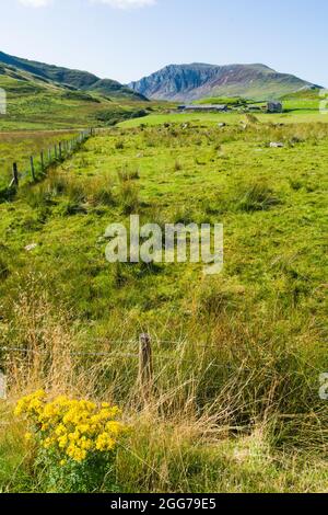 Wunderschöner Snowdonia Nationalpark, Wales. Dramatische Berglandschaft. Moorland und Gorse Felder im Vordergrund mit bunten Wildblumen. Hohe Mo Stockfoto