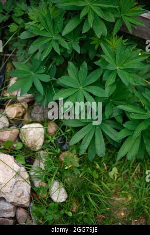 Nahaufnahme einer mehrblättrigen Lupine (Lupinus polyphyllus), die in der Nähe eines Holzzauns wächst. Stockfoto