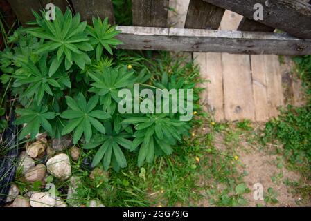Nahaufnahme einer mehrblättrigen Lupine (Lupinus polyphyllus), die in der Nähe eines Holzzauns wächst. Stockfoto