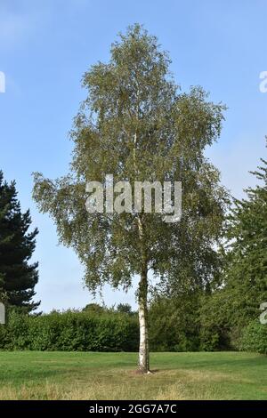Silberbirke (Betula pendula) im Tattenhoe Valley Park in Milton Keynes. Stockfoto