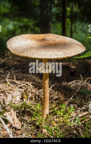 Interessanter brauner Kopf eines großen Fliegenpilzes auf dünnem Bein in der Nähe eines hohen frischen Farns im herbstlichen lettischen Wald Stockfoto