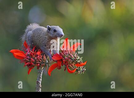 Graubauchige Eichhörnchen (Callosciurus caniceps caniceps), Erwachsene, die im blühenden Baum Kaeng Krachan, Thailand, fressen Januar Stockfoto