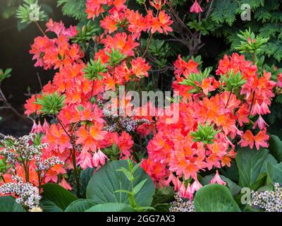 Sommer Blühende leuchtend orange Blüten auf einem Laub-Azaleen-Strauch, Rhododendron Gibraltar. Schöner natürlicher Hintergrund von blühendem Grün. Natürlich Stockfoto