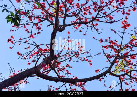 Unterer Winkel des Bombax ceiba-Baumes, auch bekannt als Malabar-Seidenbaumwolle-Baum, roter Baumwollbaum, der rot gefärbte Blüten hat. Stockfoto