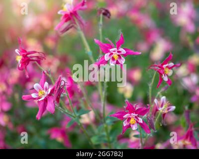 Wunderschöne einheimische Wildblume aus dem Westen Kanadas. Aquilegia formosa, karmesinrote, westliche oder rote Kolumbine. Nahaufnahme leuchtendes Rot und Ye Stockfoto