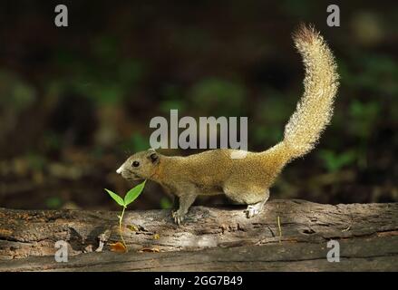 Graubauchige Eichhörnchen (Callosciurus caniceps caniceps), Erwachsene, die auf einem gefallenen Baumstamm in der Nähe von Kaeng Krachan, Thailand, stehen Mai Stockfoto