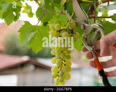 Bauern schneiden die Trauben von der Rebe im Weinberg mit Gartenschere von Hand. Hintergrund für gesunde Lebensmittel. Nahaufnahme, selektiver Fokus Stockfoto