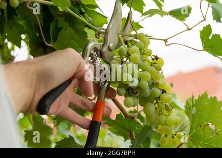 Die Gärtner schneiden die Trauben von der Rebe im Weinberg mit Gartenschere von Hand. Hintergrund für gesunde Lebensmittel. Nahaufnahme, selektiver Fokus Stockfoto