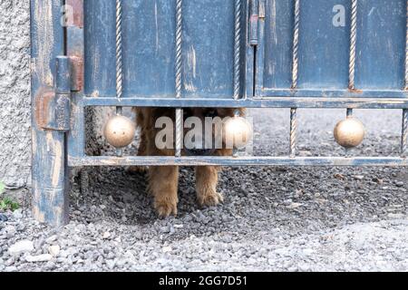 Ein riesiger Hund vor dem Tor des Hauses ist wütend Stockfoto