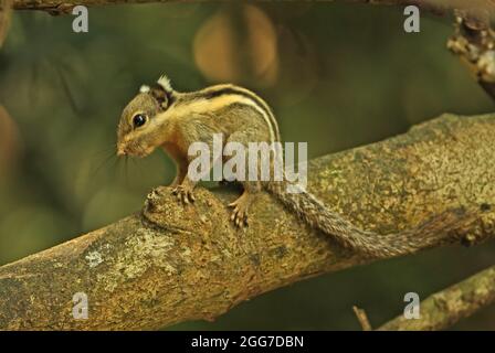 Himalayan Striped Squirrel (Tamiops mcclellandii) Erwachsener, der auf dem Zweig Kaeng Krachen, Thailand, steht November Stockfoto