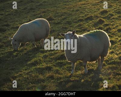 2 zwei weiße, wollige Schafe mit Hintergrundbeleuchtung grasen auf üppiger Wiese in Cumbria, England, Großbritannien Stockfoto