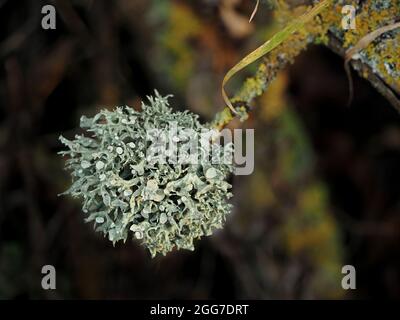 Silbergraue epiphytische fruticose Flechten Ramalina fastigiata, die wie eine Weihnachtskugel auf Zweig mit gelber Blattschleie in Cumbria, England, wächst Stockfoto