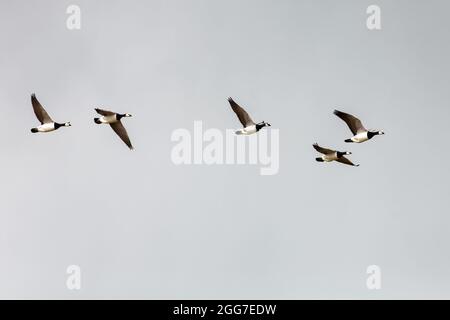 Barnacle Gänse (Branta leucopsis) im Flug im RSPB Mersehead Reserve in Dumfries und Galloway Stockfoto