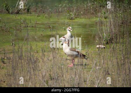 Ein Seitenprofil von zwei ägyptischen Gänsen (Alopochen aegyptiaca), die auf dem Feld stehen Stockfoto