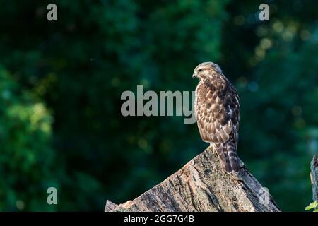 rot-geschultert Falke (Buteo Lineatus) Stockfoto