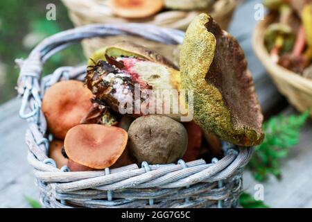 Körbe mit Pilzen auf Holzbank im Garten. Herbstzeit Stockfoto