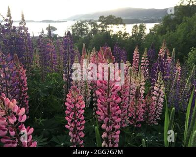 Eine Nahaufnahme von schönen Lupinen mit großen Blättern, die im Freien wachsen Stockfoto