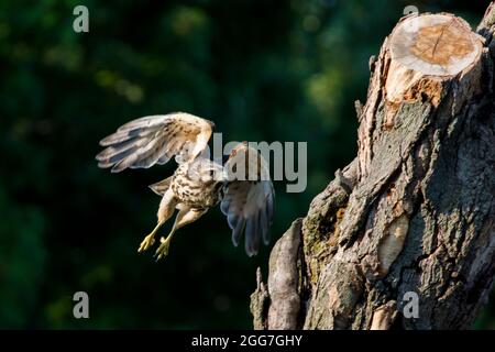 rot-geschultert Falke (Buteo Lineatus) Stockfoto