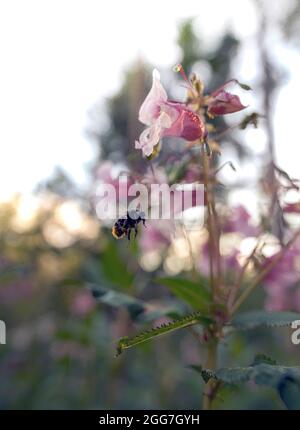 Nahaufnahme einer Honigbiene, die mitten in der Luft fliegt und im Frühling lila Blüten bestäubt, Schönheit in der Natur. Stockfoto