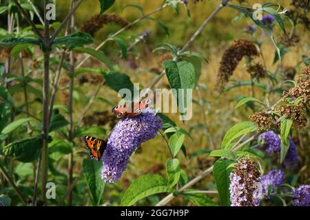 Schmetterlinge auf Buddleja davidii Stockfoto