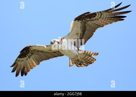 Fischadler fliegen in den Himmel Stockfoto