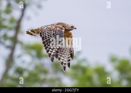 rot-geschultert Falke (Buteo Lineatus) Stockfoto