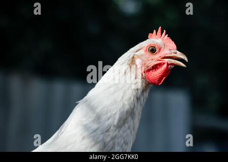 White Chicken drinnen auf einem Bauernhof. Nahaufnahme Stockfoto